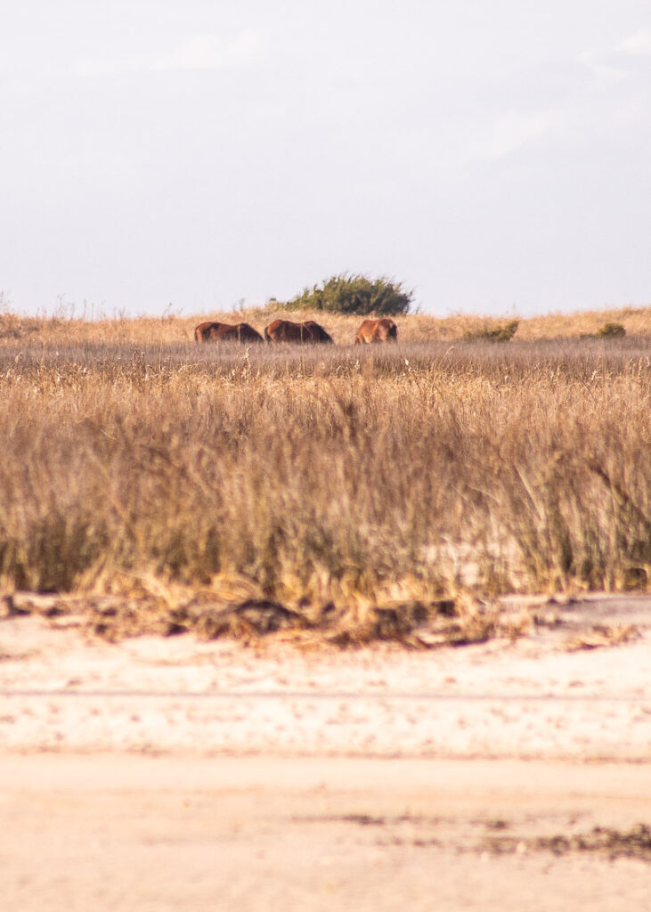 animals on a dry grass field