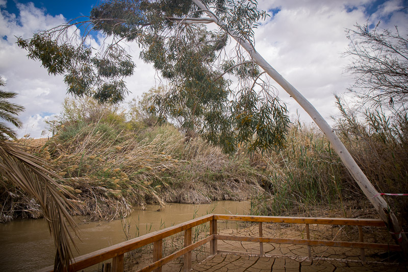 gum tree and reeds by the river jordan