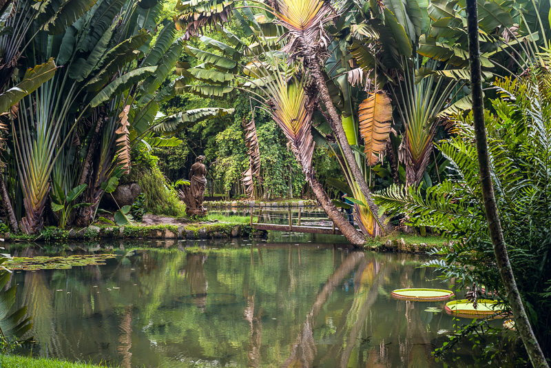 water surrounded by green jungle of the Botanical Garden of Rio de Janeiro, Brazil