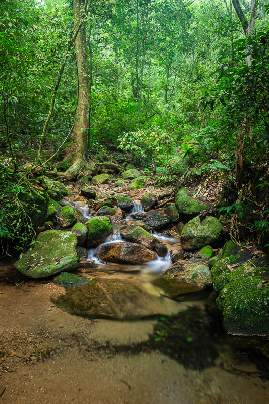 Beautiful view to small rainforest stream on green park, Tijuca National Park, Rio de Janeiro, Brazil