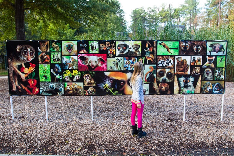 Duke Lemur Center in Durham, NC