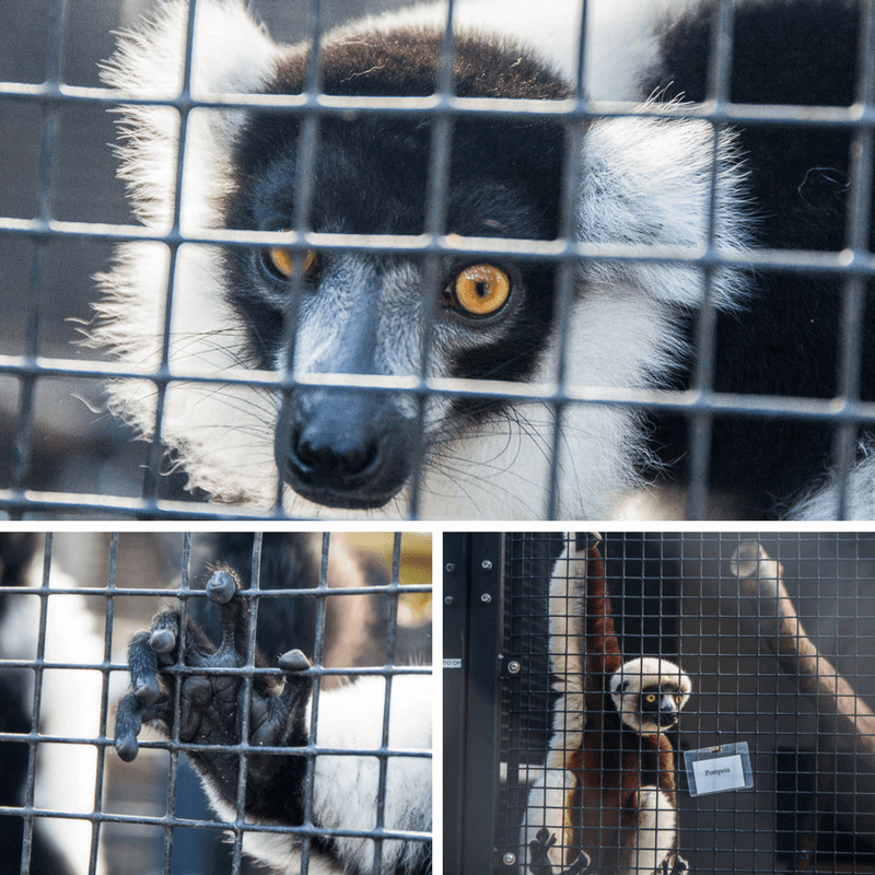 Duke Lemur Center in Durham, NC