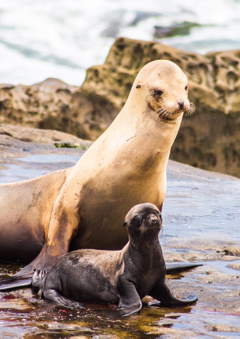 Seals at La Jolla Cove, San Diego, California