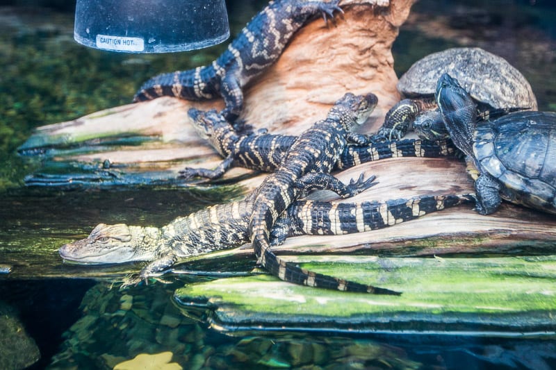 Mississippi Museum of Natural Science