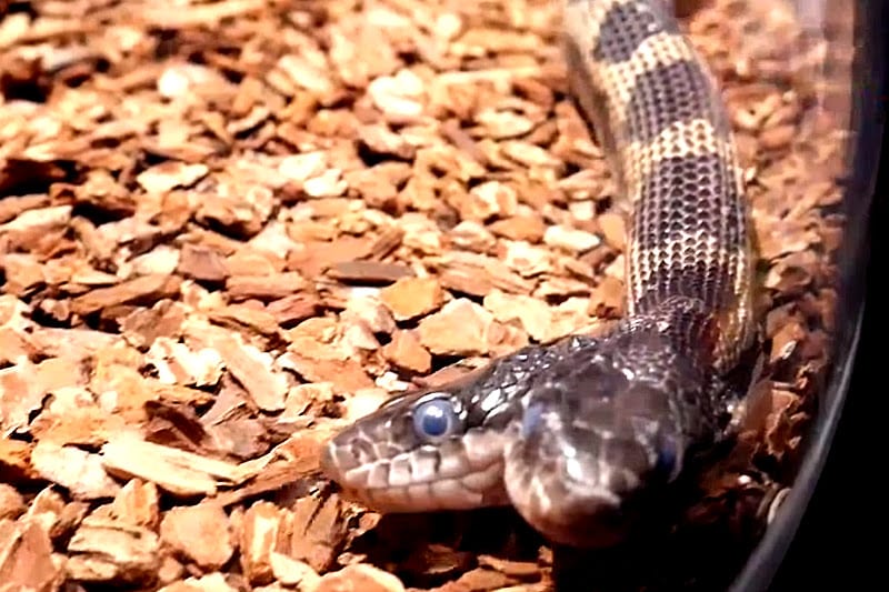 The two headed snake Natural science museum - fun things to do in Jackson, Mississippi