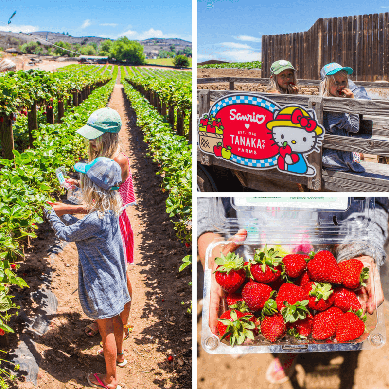 Tanaka Farms, Irvine California