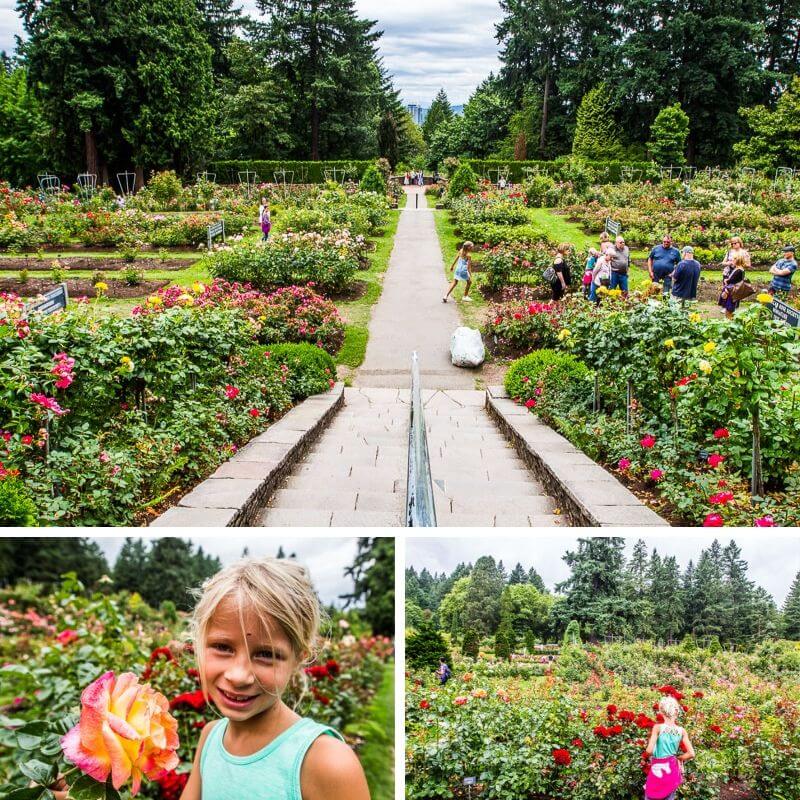 International Rose Test Garden Portland