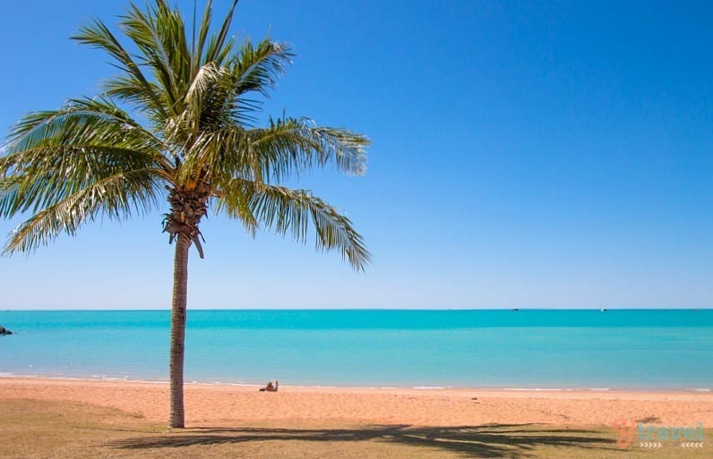 palm tree on Town Beach