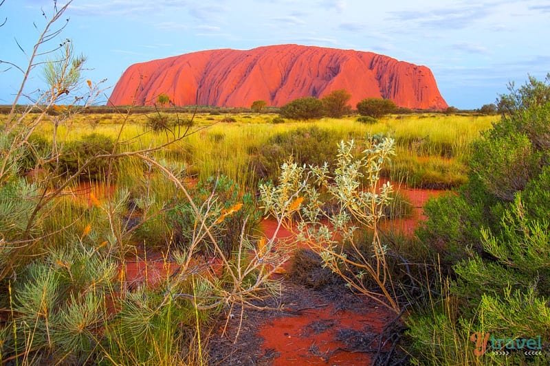 red colorys of uluru at sunset