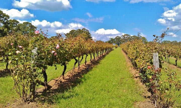 grapevines in a field