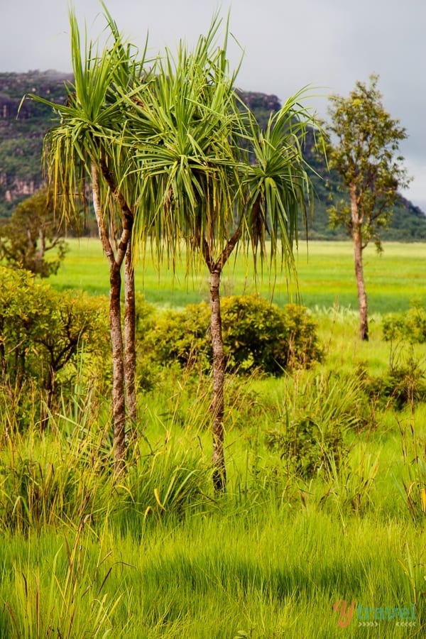 lush green landscape of Arnhem land