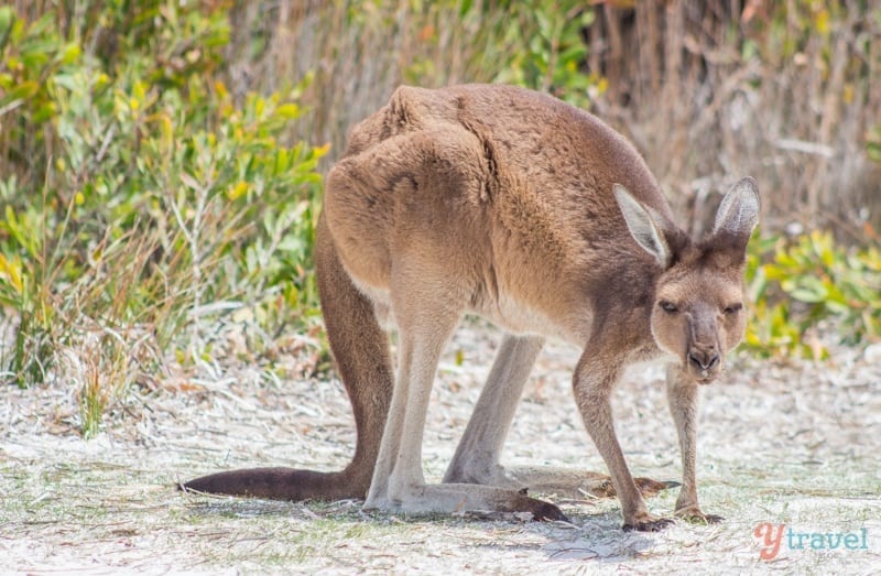 kangaroo on beach