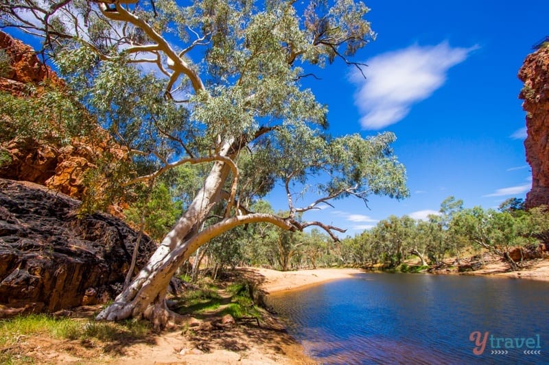 Eucalpytus tree hanging over the water at Ormiston Gorge 