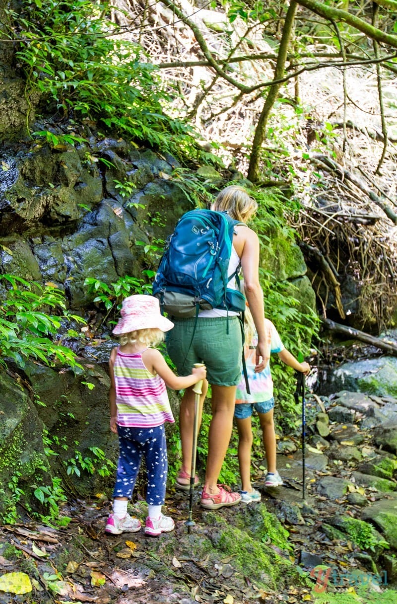 people walking on a forest trail