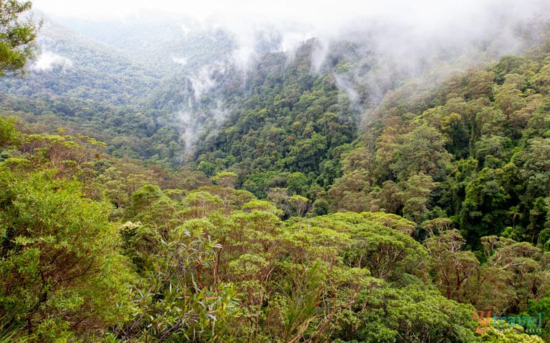 lush forest views on a misty day from Canyon Lookout 