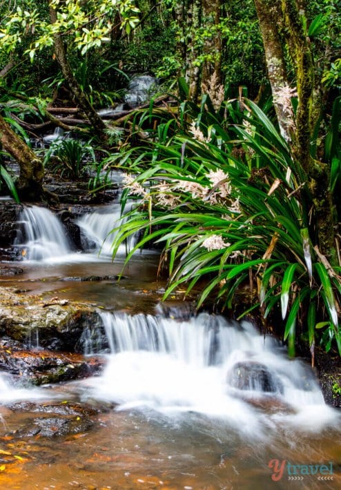 waterfall surrounded by bushes