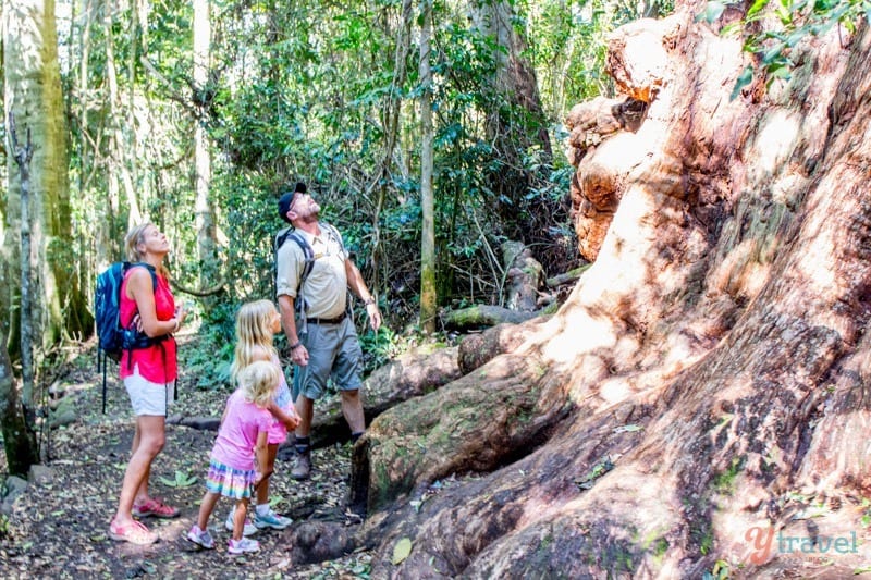 people standing in front if a large tree trunk