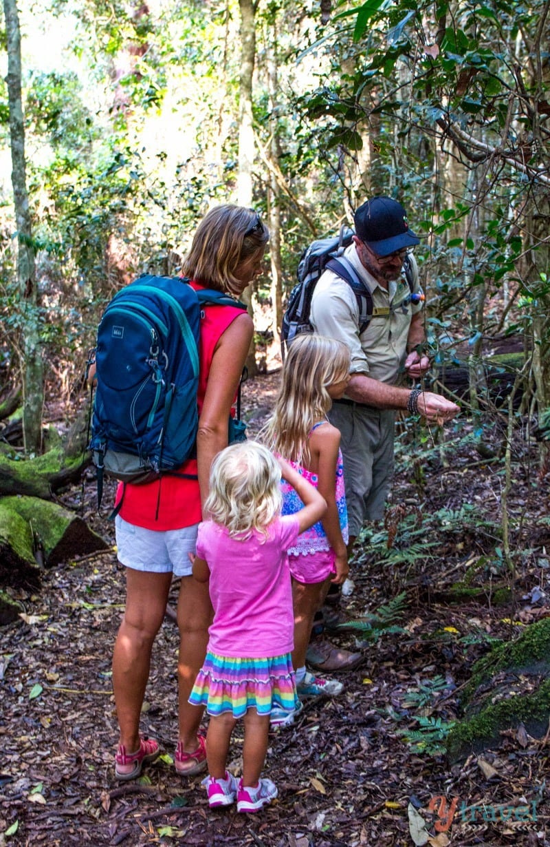 people looking at plants in a forest