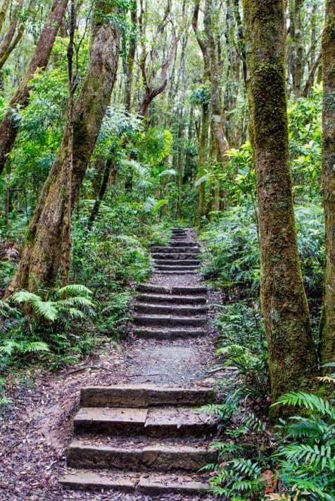 path in a forest