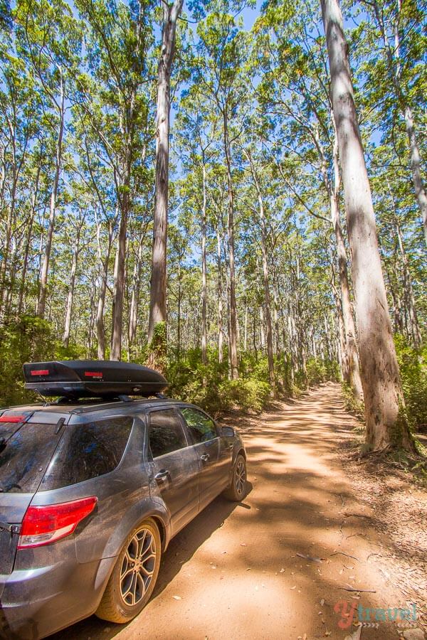 car driving through Boranup Forest, 