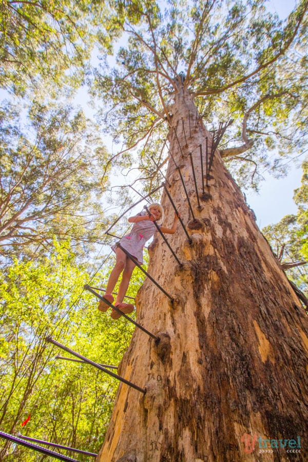 girl climbing stairs on Gloucester Tree, 