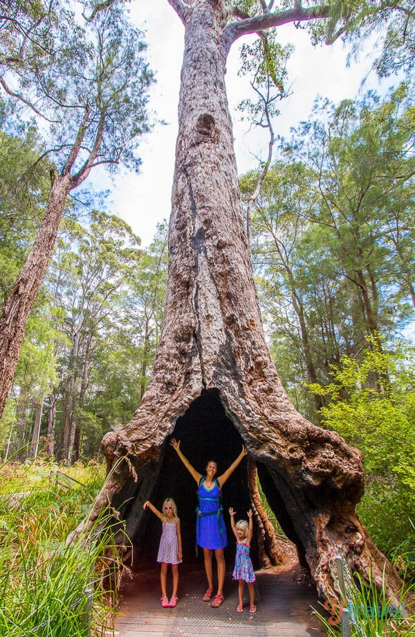 woman and girls standing inside tree Valley of the Giants