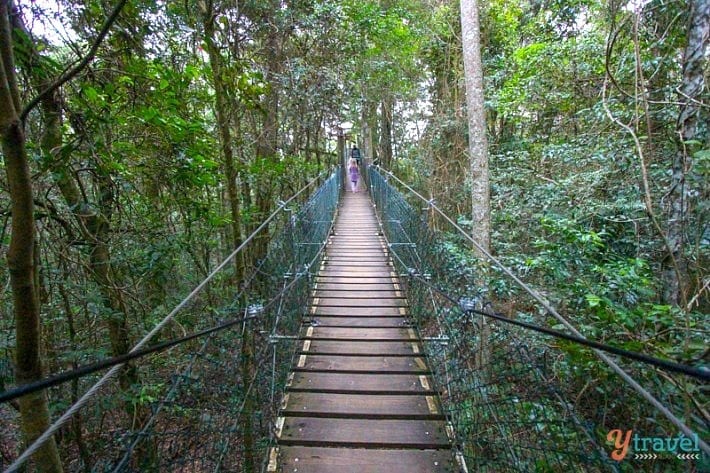 rope bridge over a forest