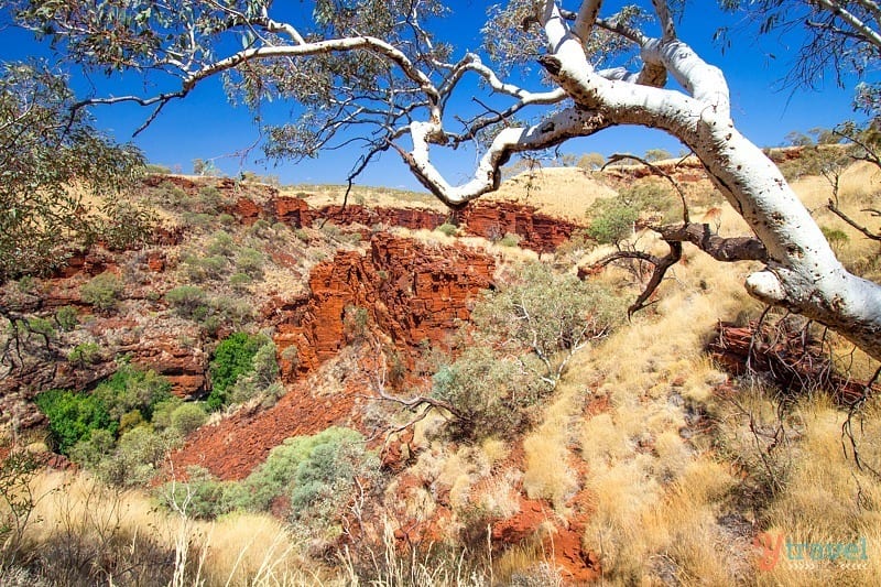 a tree in a desert