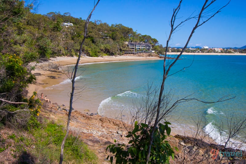 A tree in front of the ocean