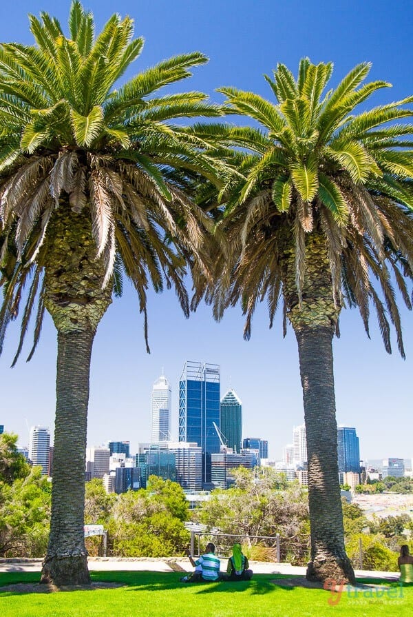 perth skyline framed by palm trees at Kings Park