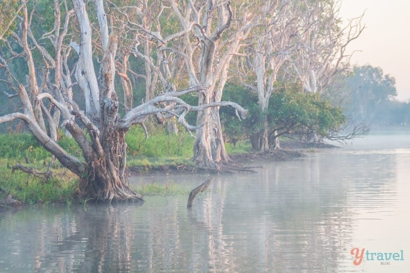 trees next to water