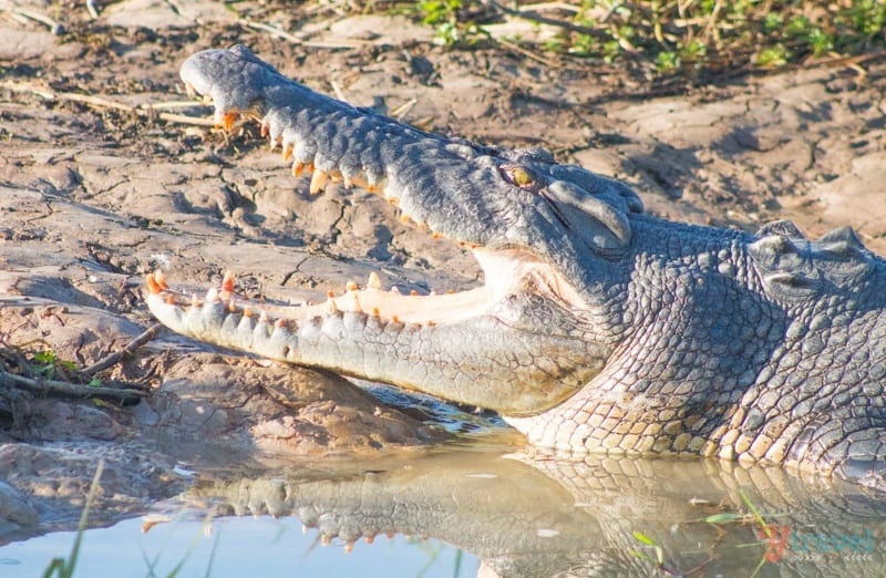 a crocodile with mouth open