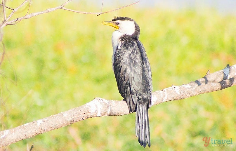 bird on branch