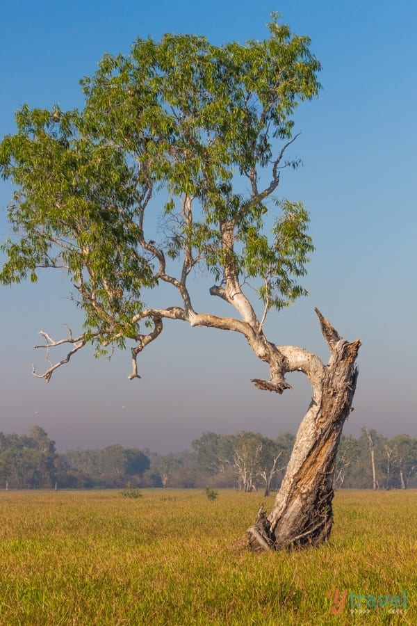 A large tree in a field