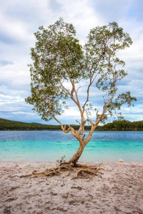 The famous heart shaped tree at Lake Mackenzie 