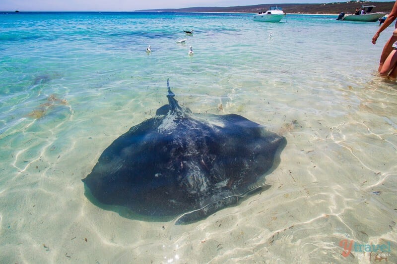 stingray on bottom of ocean