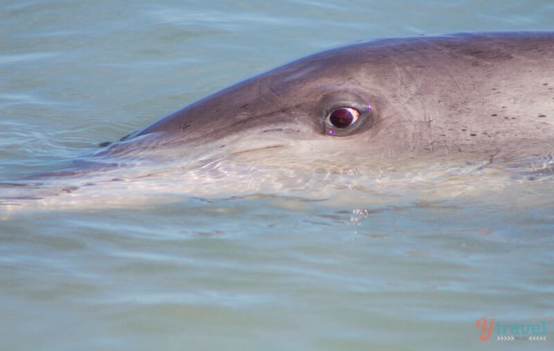 dolphin looking at camera