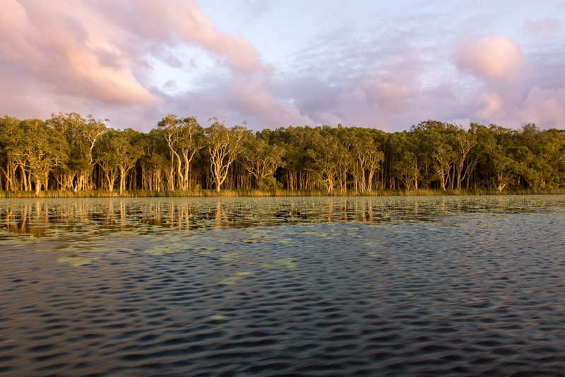 view of trees on banks of river