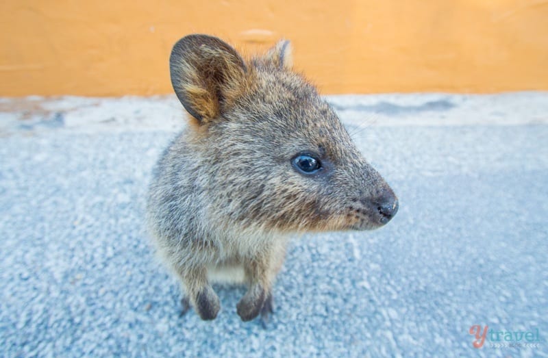 A close up of a quokka