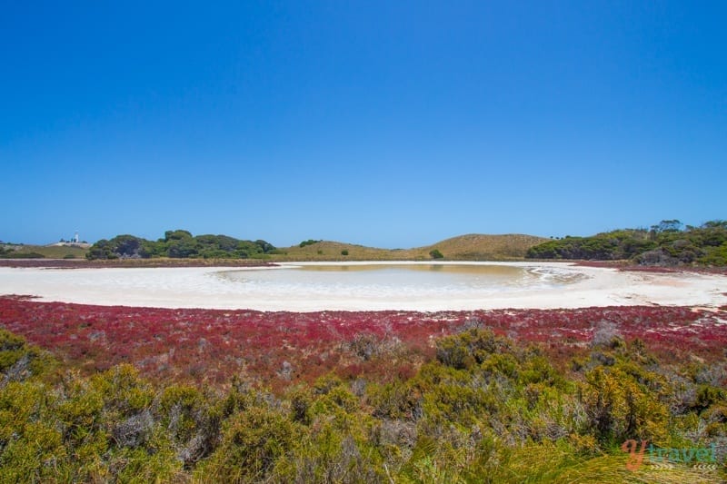 white salt lake surrounded by red moss