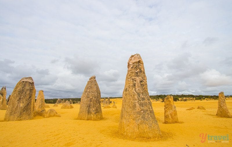 The Pinnacles rising up from the floor  Nambung National Park