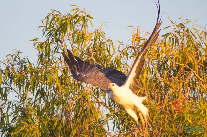 A bird flying