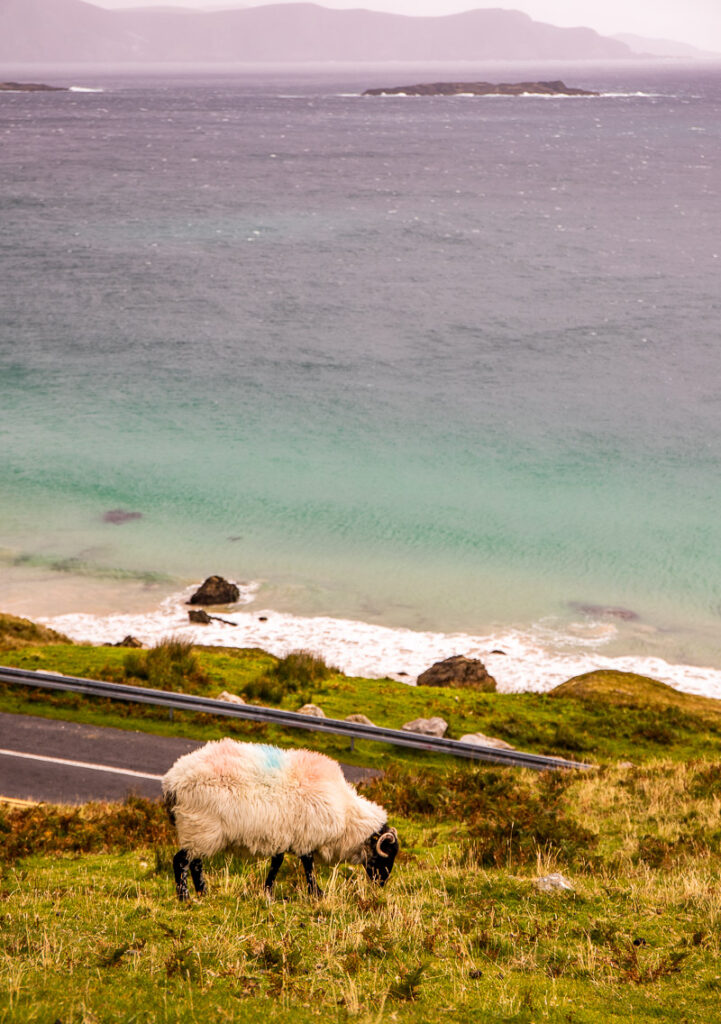 Sheep eating grass with ocean in the background