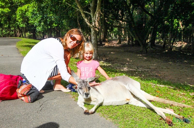 Kangaroo at Australia Zoo, Queensland, Australia