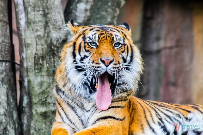 Sumatran tiger at Australia Zoo, Queensland, Australia