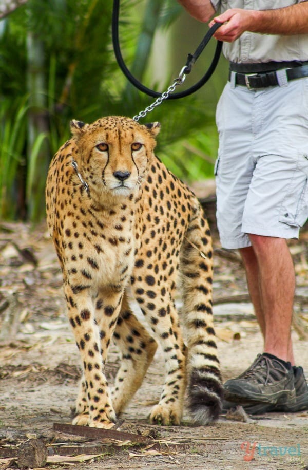 cheeta