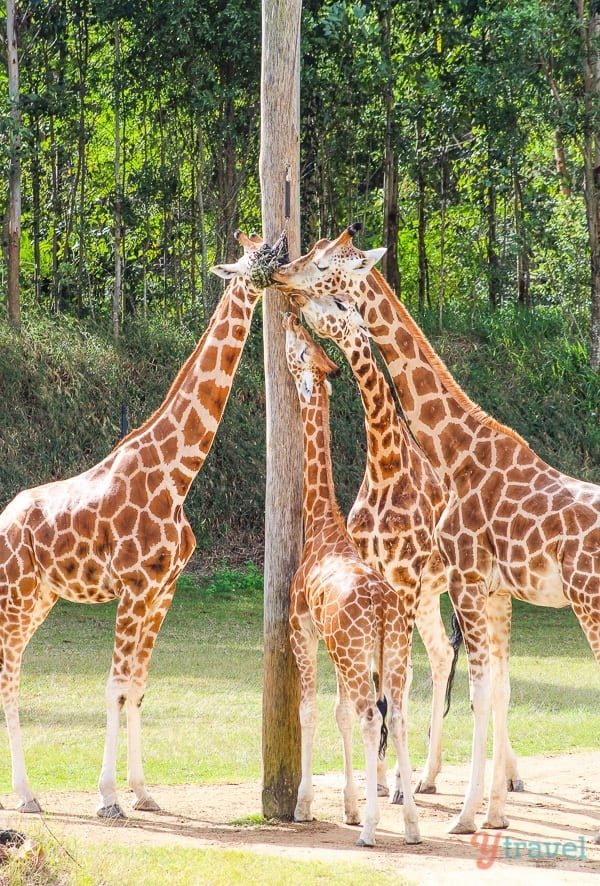 giraffes 