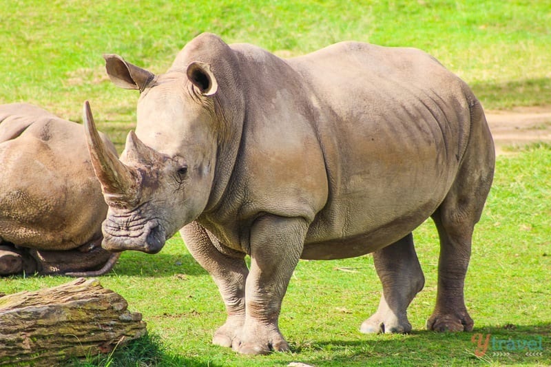 A rhinoceros 