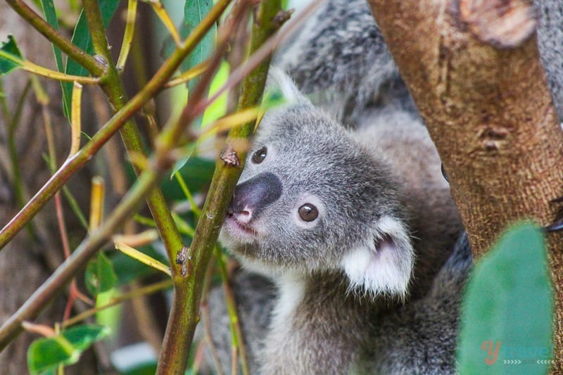 Baby koala at Australia Zoo, Queensland, Australia