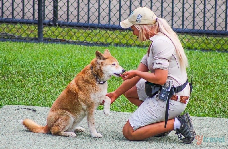 Dingo at Australia Zoo, Queensland, Australia